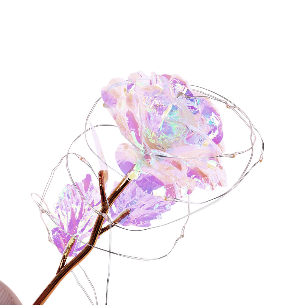 Enchanted Forever Rose